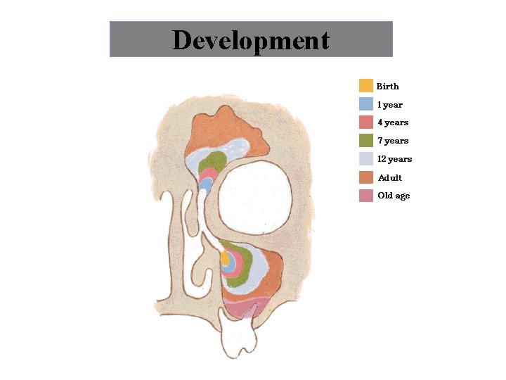 Development 