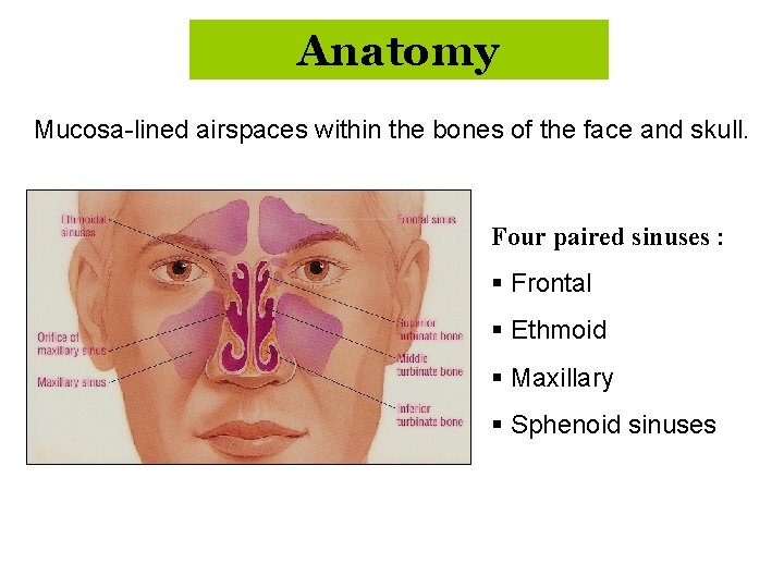 Anatomy Mucosa-lined airspaces within the bones of the face and skull. Four paired sinuses