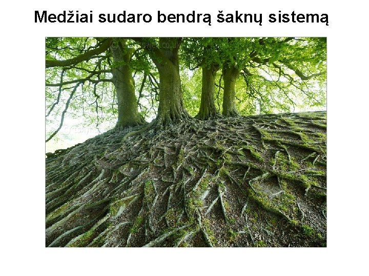 Medžiai sudaro bendrą šaknų sistemą 