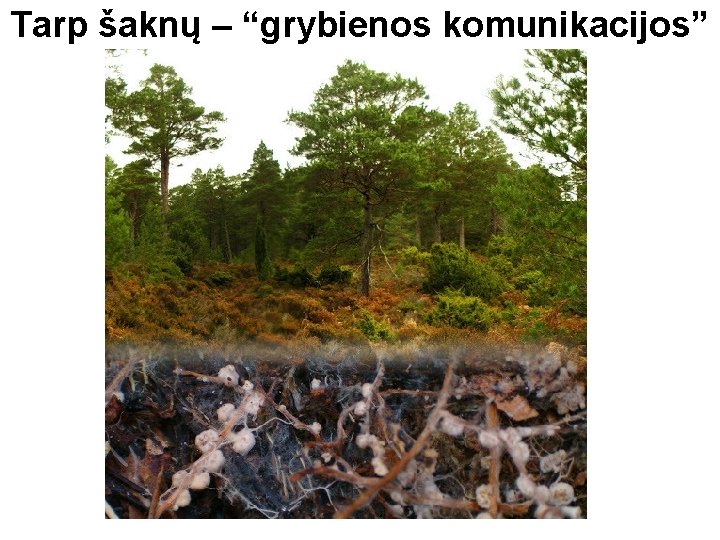 Tarp šaknų – “grybienos komunikacijos” 