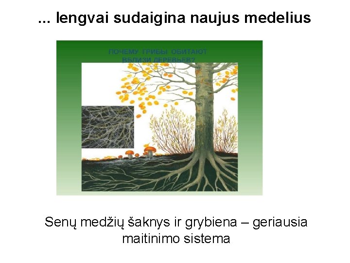 . . . lengvai sudaigina naujus medelius Senų medžių šaknys ir grybiena – geriausia