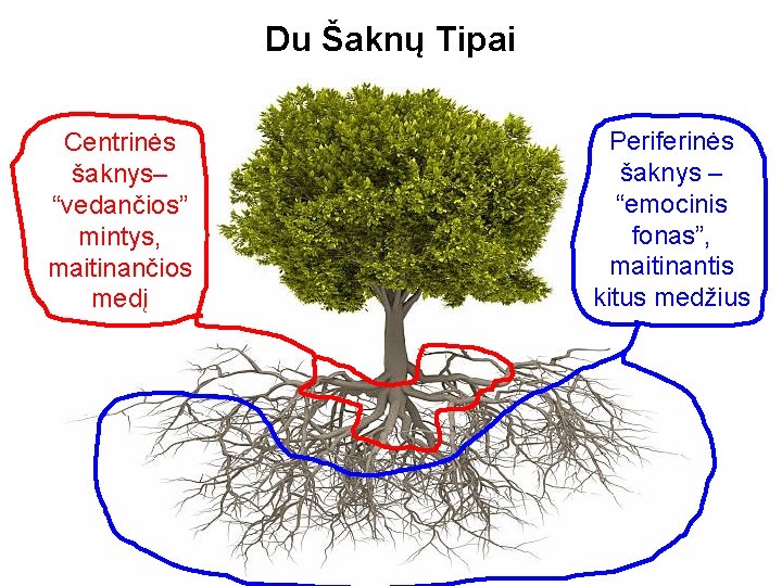 Du Šaknų Tipai Centrinės šaknys– “vedančios” mintys, maitinančios medį Periferinės šaknys – “emocinis fonas”,