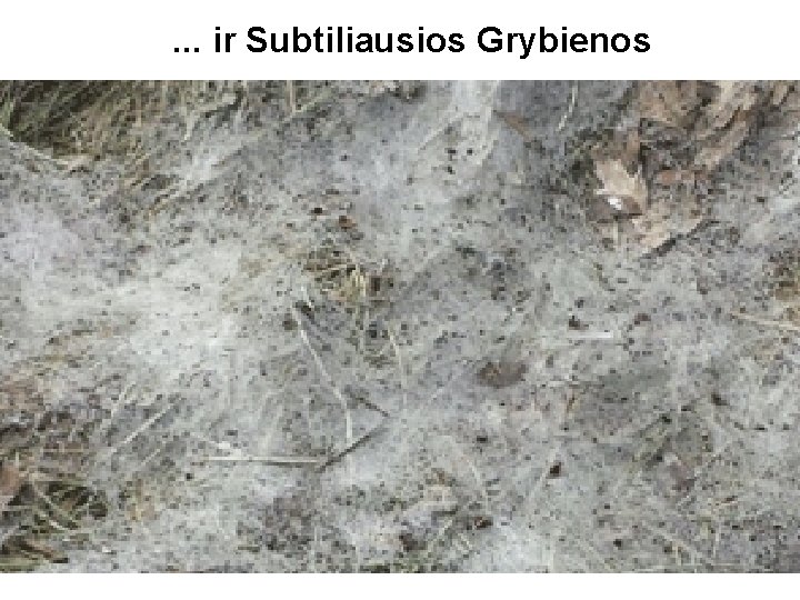 . . . ir Subtiliausios Grybienos . . . ir Subtiliausios Grybienos