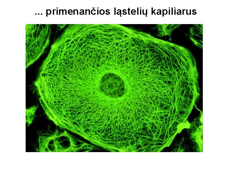 . . . primenančios ląstelių kapiliarus 