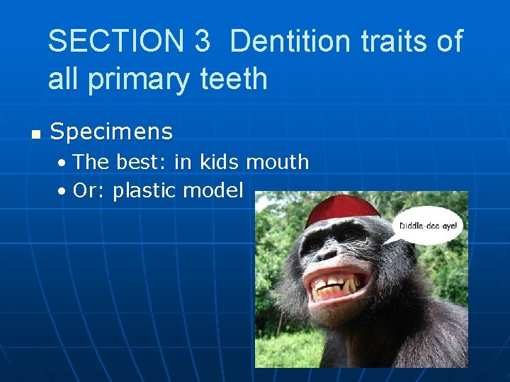 SECTION 3 Dentition traits of all primary teeth n Specimens • The best: in