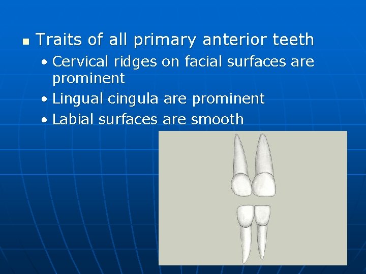 n Traits of all primary anterior teeth • Cervical ridges on facial surfaces are