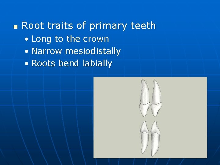 n Root traits of primary teeth • Long to the crown • Narrow mesiodistally