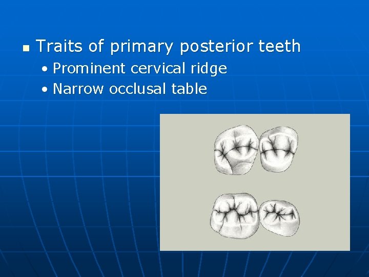 n Traits of primary posterior teeth • Prominent cervical ridge • Narrow occlusal table