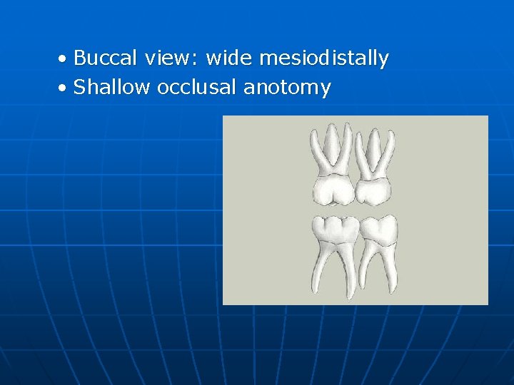  • Buccal view: wide mesiodistally • Shallow occlusal anotomy 