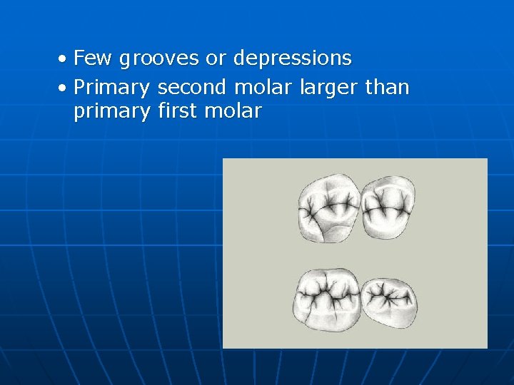  • Few grooves or depressions • Primary second molar larger than primary first