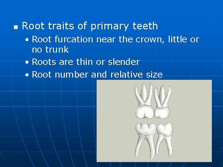 n Root traits of primary teeth • Root furcation near the crown, little or