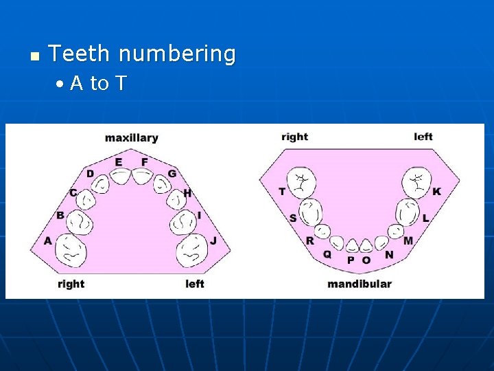 n Teeth numbering • A to T 