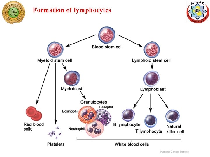 Formation of lymphocytes 