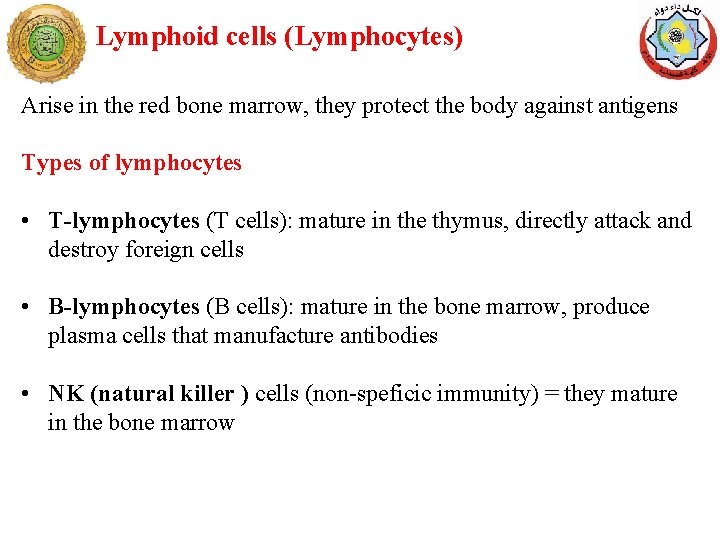 Lymphoid cells (Lymphocytes) Arise in the red bone marrow, they protect the body against