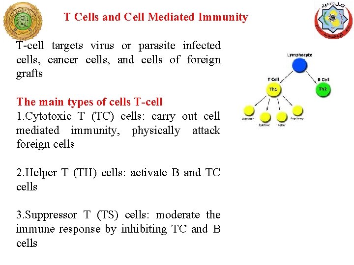 T Cells and Cell Mediated Immunity T-cell targets virus or parasite infected cells, cancer