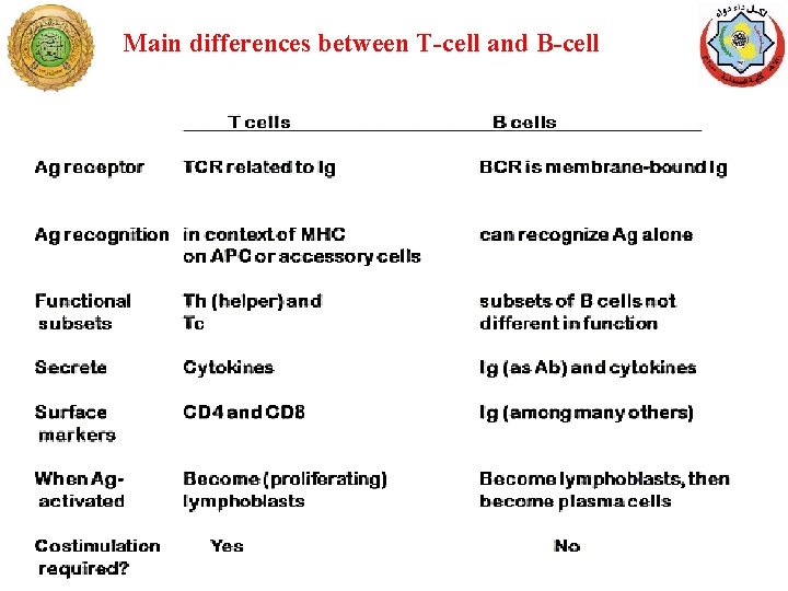 Main differences between T-cell and B-cell 