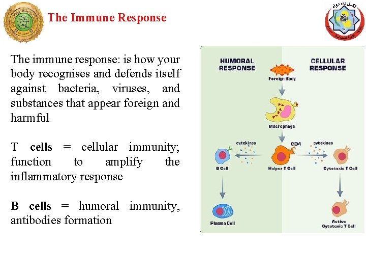 The Immune Response The immune response: is how your body recognises and defends itself