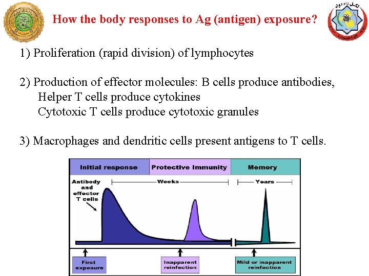 How the body responses to Ag (antigen) exposure? 1) Proliferation (rapid division) of lymphocytes