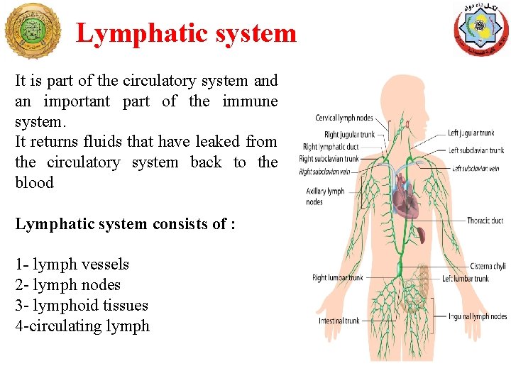 Lymphatic system It is part of the circulatory system and an important part of