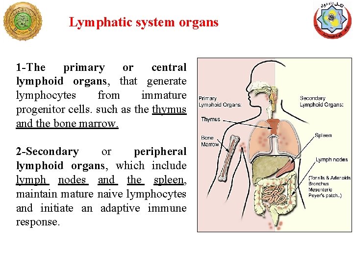 Lymphatic system organs 1 -The primary or central lymphoid organs, that generate lymphocytes from