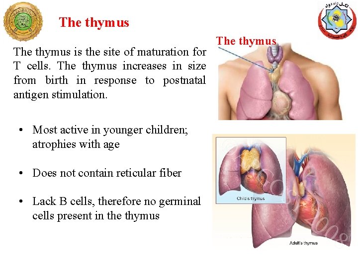 The thymus is the site of maturation for T cells. The thymus increases in