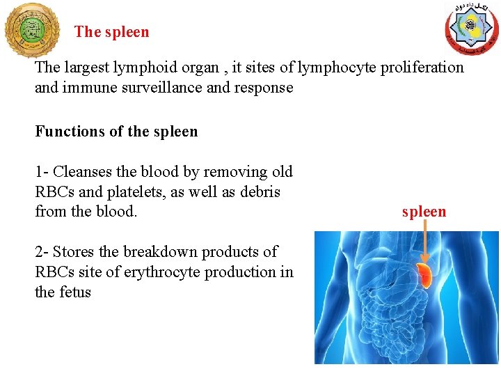 The spleen The largest lymphoid organ , it sites of lymphocyte proliferation and immune