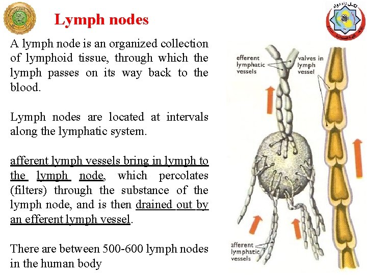 Lymph nodes A lymph node is an organized collection of lymphoid tissue, through which