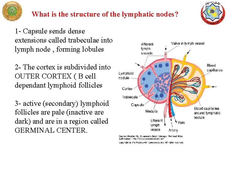 What is the structure of the lymphatic nodes? 1 - Capsule sends dense extensions