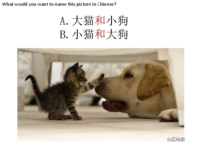 What would you want to name this picture in Chinese? A. 大猫和小狗 B. 小猫和大狗