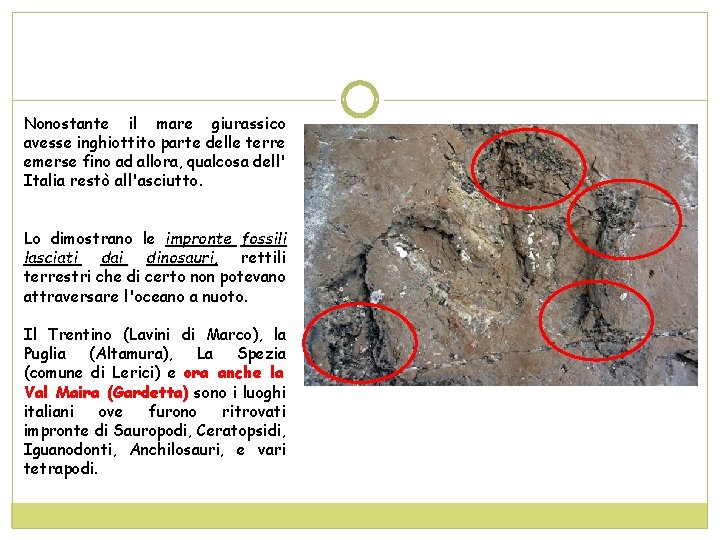 Nonostante il mare giurassico avesse inghiottito parte delle terre emerse fino ad allora, qualcosa