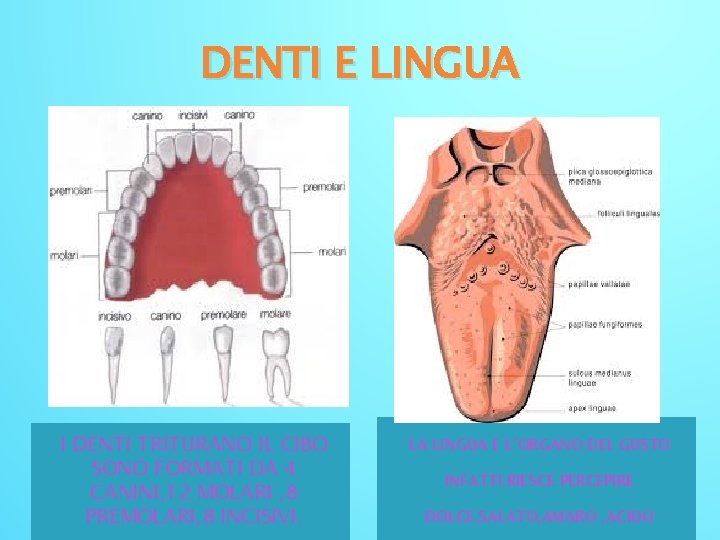 DENTI E LINGUA I DENTI TRITURANO IL CIBO SONO FORMATI DA 4 CANINI, 12