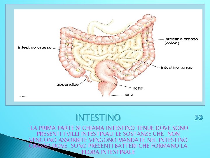 LLA INTESTINO PRIMA PARTE SI CHIAMA INTESTINO TENUE DOVE SONO PRESENTI I VILLI INTESTINALI