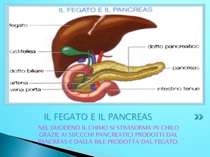 IL FEGATO E IL PANCREAS NEL DUODENO IL CHIMO SI STRASORMA IN CHILO GRAZIE