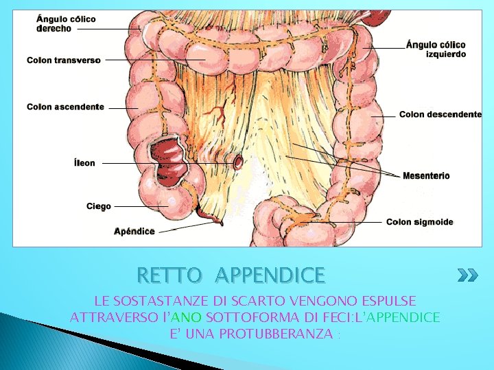 RETTO APPENDICE LE SOSTASTANZE DI SCARTO VENGONO ESPULSE ATTRAVERSO l’ANO SOTTOFORMA DI FECI: L’APPENDICE