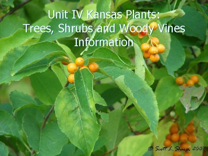 Unit IV Kansas Plants: Trees, Shrubs and Woody Vines Information 