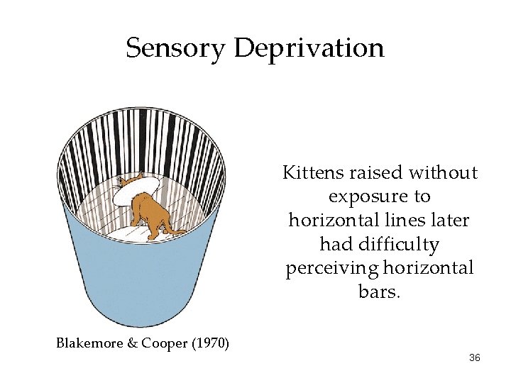 Sensory Deprivation Kittens raised without exposure to horizontal lines later had difficulty perceiving horizontal