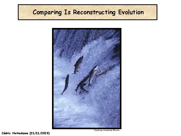 Comparing Is Reconstructing Evolution Cédric Notredame (21/11/2020) 