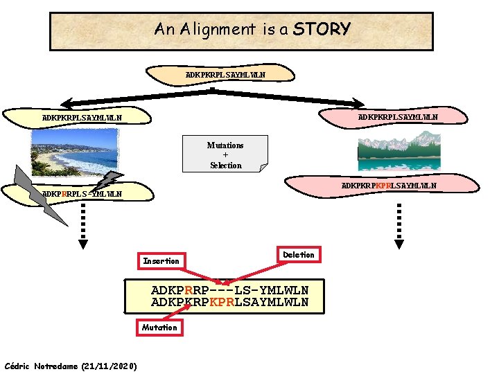 An Alignment is a STORY ADKPKRPLSAYMLWLN Mutations + Selection ADKPKRPKPRLSAYMLWLN ADKPRRPLS-YMLWLN Insertion Deletion ADKPRRP---LS-YMLWLN