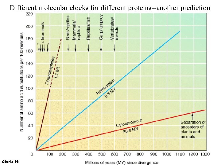 Different molecular clocks for different proteins--another prediction Cédric Notredame (21/11/2020) 