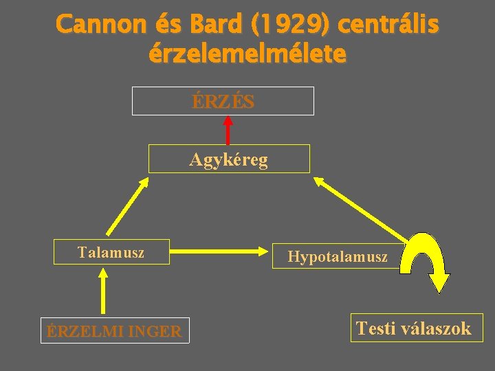 Cannon és Bard (1929) centrális érzelemelmélete ÉRZÉS Agykéreg Talamusz ÉRZELMI INGER Hypotalamusz Testi válaszok