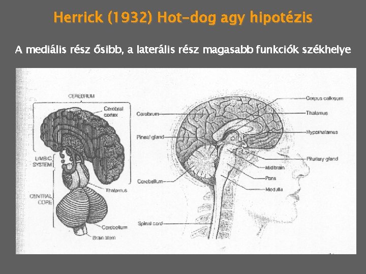 Herrick (1932) Hot-dog agy hipotézis A mediális rész ősibb, a laterális rész magasabb funkciók