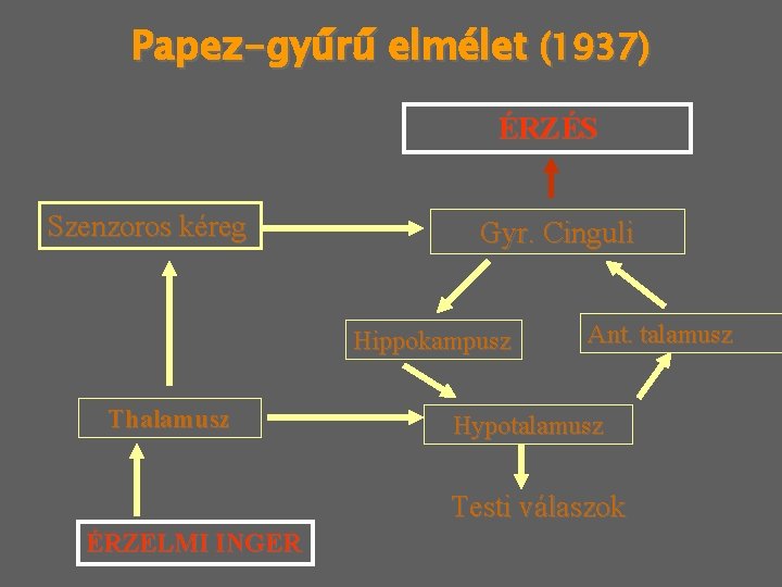 Papez-gyűrű elmélet (1937) ÉRZÉS Szenzoros kéreg Gyr. Cinguli Hippokampusz Thalamusz Ant. talamusz Hypotalamusz Testi