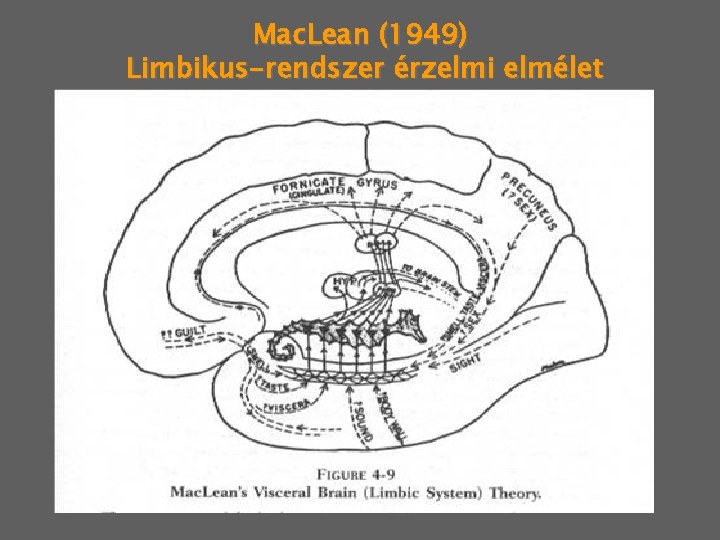 Mac. Lean (1949) Limbikus-rendszer érzelmi elmélet 