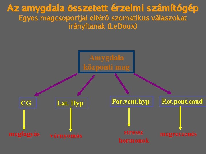 Az amygdala összetett érzelmi számítógép Egyes magcsoportjai eltérő szomatikus válaszokat irányítanak (Le. Doux) Amygdala