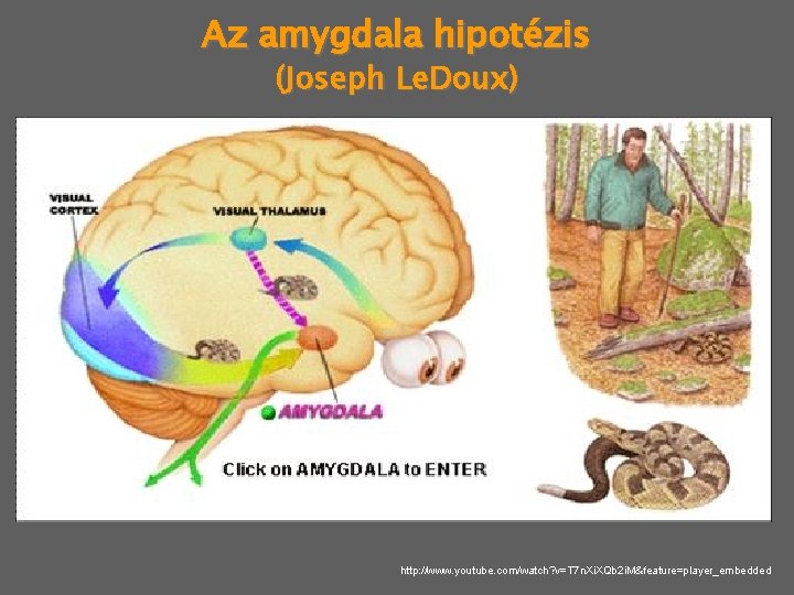 Az amygdala hipotézis (Joseph Le. Doux) http: //www. youtube. com/watch? v=T 7 n. Xi.