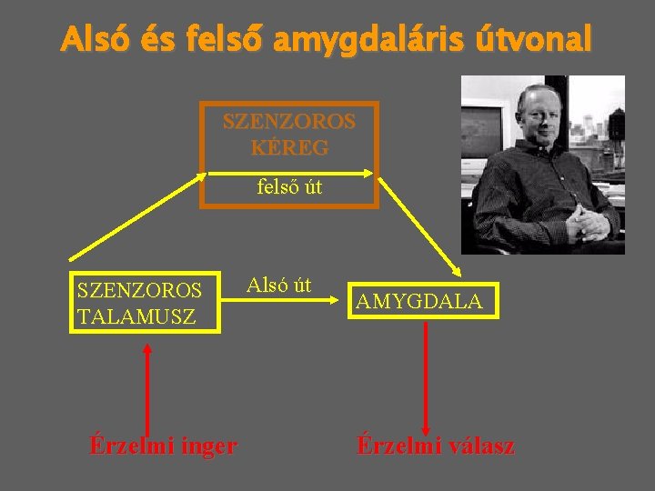 Alsó és felső amygdaláris útvonal SZENZOROS KÉREG felső út SZENZOROS TALAMUSZ Érzelmi inger Alsó