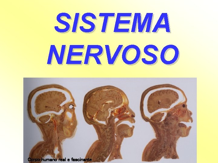 SISTEMA NERVOSO Corpo humano real e fascinante 