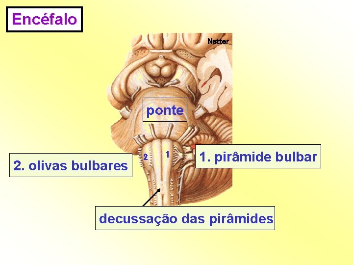 Encéfalo Netter ponte 2. olivas bulbares 2 1 1. pirâmide bulbar decussação das pirâmides