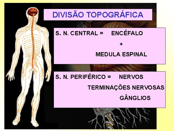 DIVISÃO TOPOGRÁFICA S. N. CENTRAL = ENCÉFALO + MEDULA ESPINAL S. N. PERIFÉRICO =
