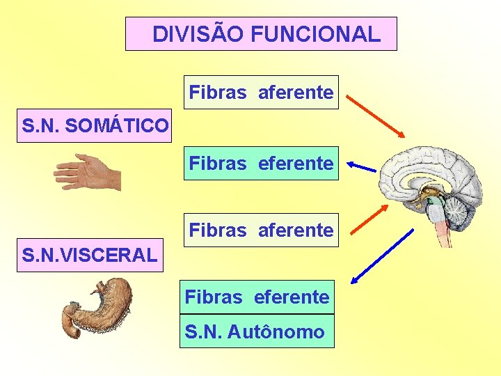 DIVISÃO FUNCIONAL Fibras aferente S. N. SOMÁTICO Fibras eferente Fibras aferente S. N. VISCERAL